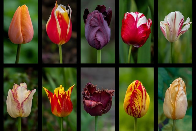 A variety of tulips at The Alnwick Garden, May 2020. Picture by Jane Coltman