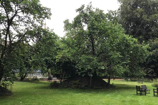 The mulberry tree in the grounds of Christ College, Cambridge