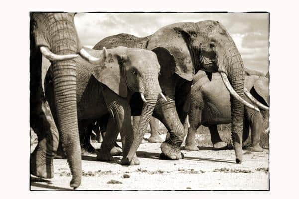 ©saving elephants