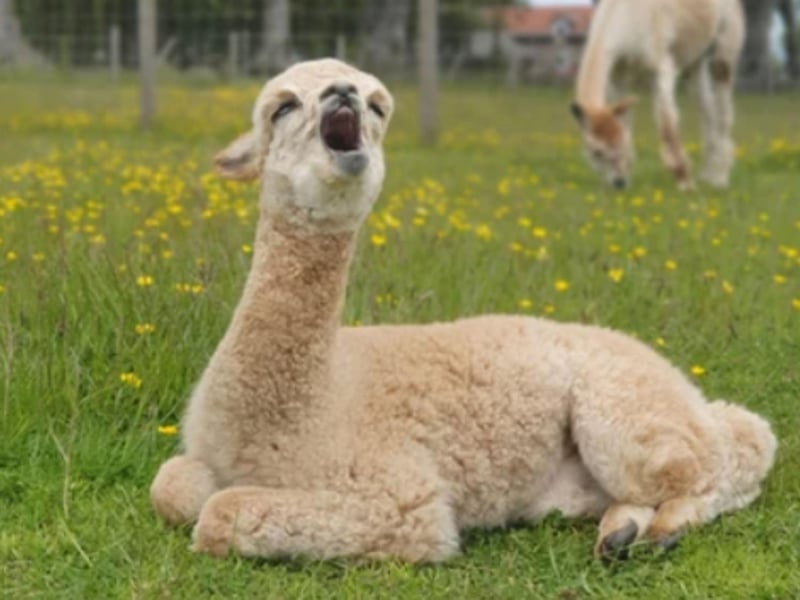 Fife's Bowbridge Alpacas are a family-run farm set in beautiful countryside between Peat Inn and Largoward, near St Andrews. They offer one or two hour Alpaca Experience treks which include a fun and unique obstacle course. They also offer virtual alpaca Zoom parties, the chance to adopt an alpaca and a range of alpaca fleece products. Book at www.bowbridgealpacas.com.