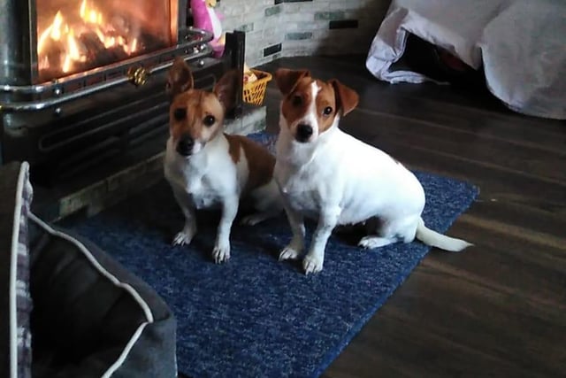 These adorable Jack Russell dogs are pets of Donna Caudwell.