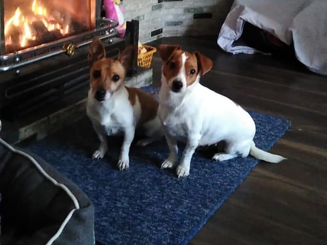 These adorable Jack Russell dogs are pets of Donna Caudwell.