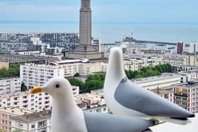 A bird's-eye view of two of artist Patrick Harding's seagulls looking over the French port of Le Havre