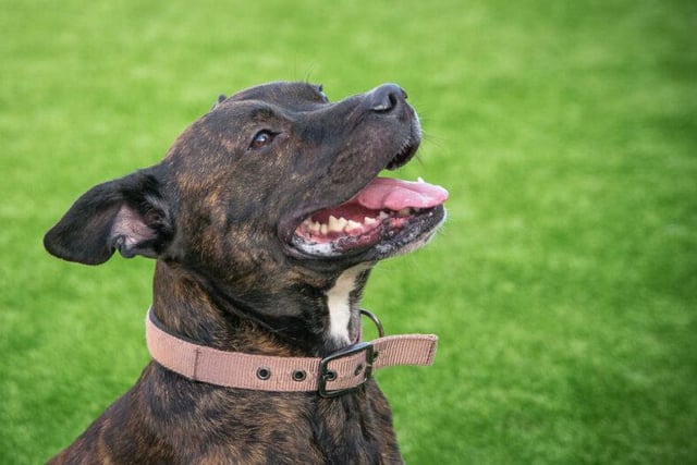 Nico is a 3 year old male Staffie who is very affectionate by nature. He gets anxious if left alone, so needs an understanding owner who can help him realise he isn’t going to be abandoned. He would suit an adult only home