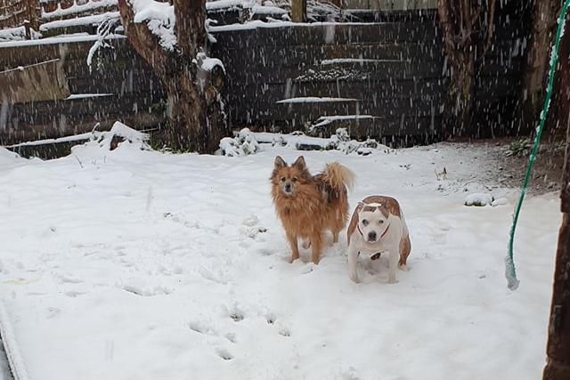 Puppies enjoying the snow. By Louise Hilling.