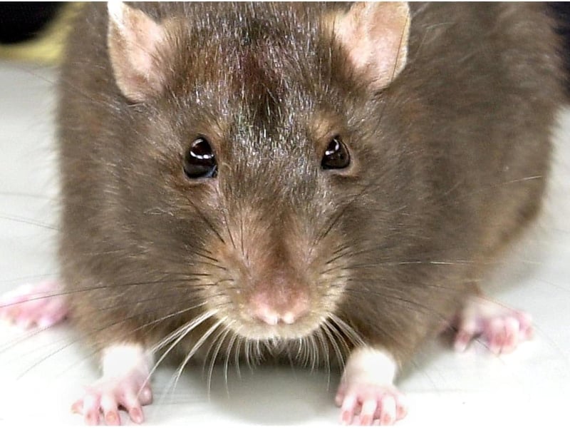 Rats - with flytipping and rubbish comes one of Doncaster's other problems - and that's rodents. Plenty of you would like to see rats cleared from the town's streets.