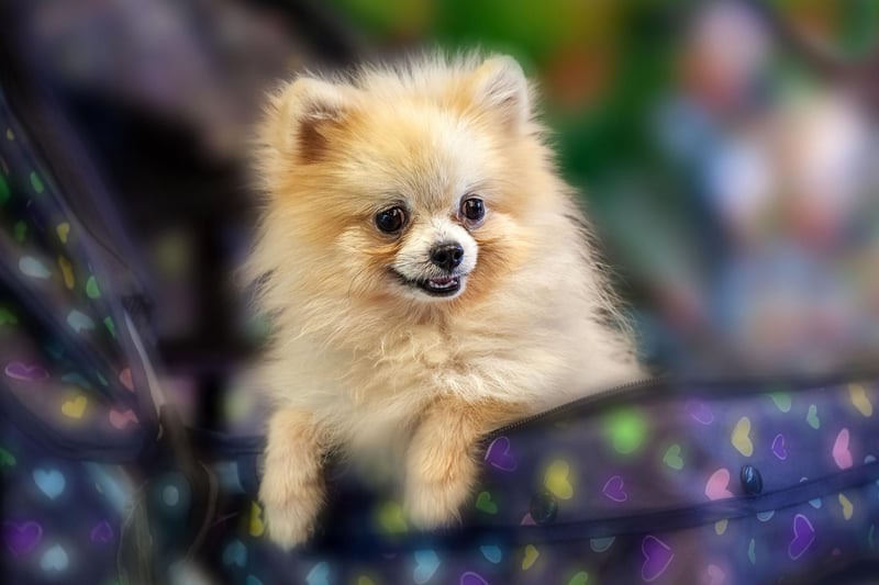Pomeranian's are very intelligent. They rank 23rd in Stanley Coren's “The Intelligence of Dogs”, being of excellent working/obedience intelligence.