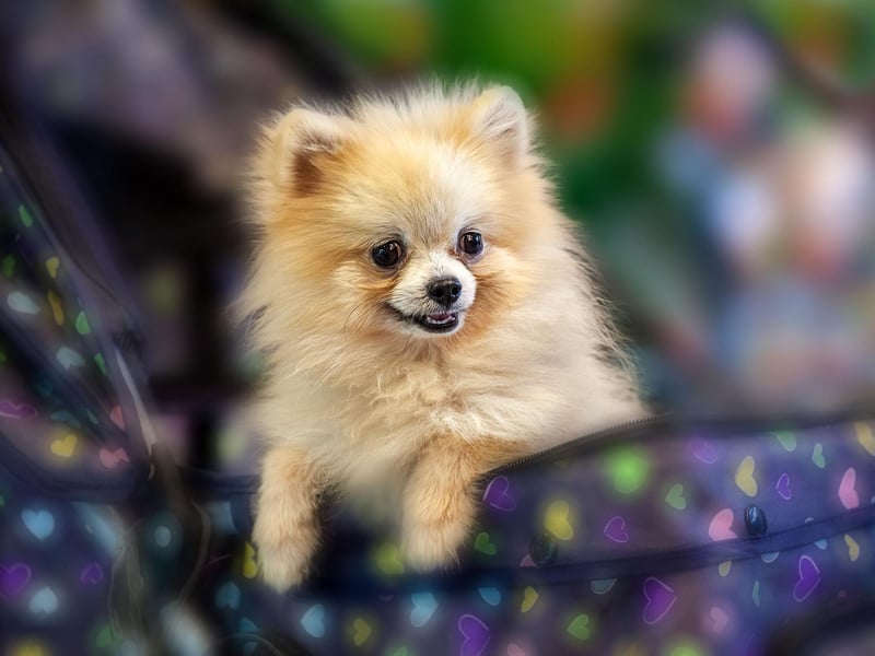 Pomeranian's are very intelligent. They rank 23rd in Stanley Coren's “The Intelligence of Dogs”, being of excellent working/obedience intelligence.