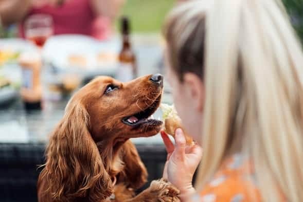 Is it your dog's birthday? This could be the excuse to visit the pub which wins you a free meal