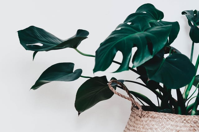 The Monstera - also known as a Swiss cheese plant -  can actually boost your mood. They purify the air, making your home healthier, but are toxic to animals and children. They thrive in humid environments, away from direct sunlight – making the bathroom the best option.