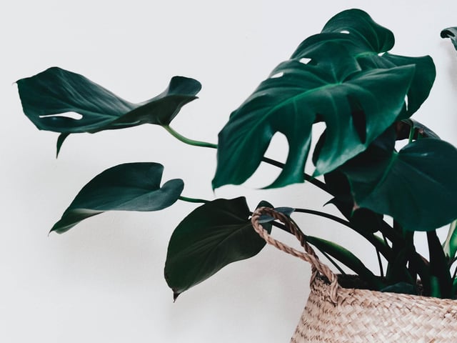The Monstera - also known as a Swiss cheese plant - can actually boost your mood. They purify the air, making your home healthier, but are toxic to animals and children. They thrive in humid environments, away from direct sunlight – making the bathroom the best option.