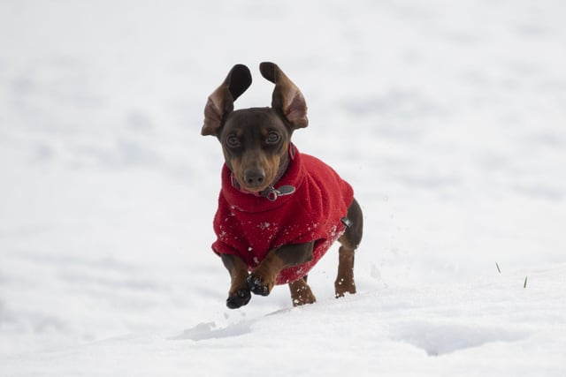 Ruby the daschund enjoys the snow at The Braids