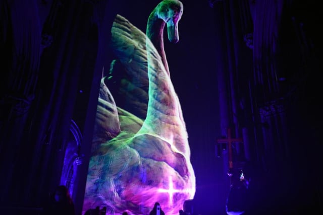 The light show included animals that are native to Doncaster.