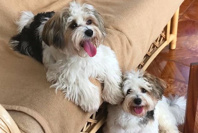 This Biewer terrier pair, named Chico and Brodie, belong to Effie Inglis and her daughter Liz Drummond