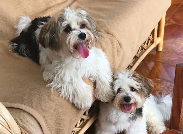 This Biewer terrier pair, named Chico and Brodie, belong to Effie Inglis and her daughter Liz Drummond