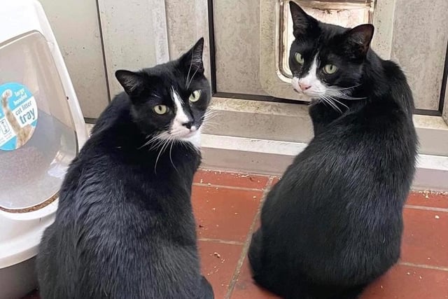 Sara and Rebecca were shared by Shelley Walsh. They were originally from Sheffield Cat Shelter.