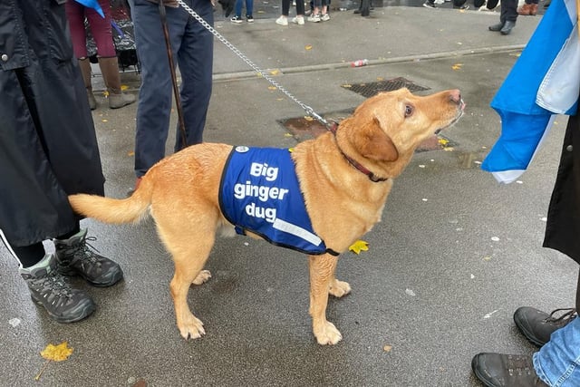 A canine protester at George Square.