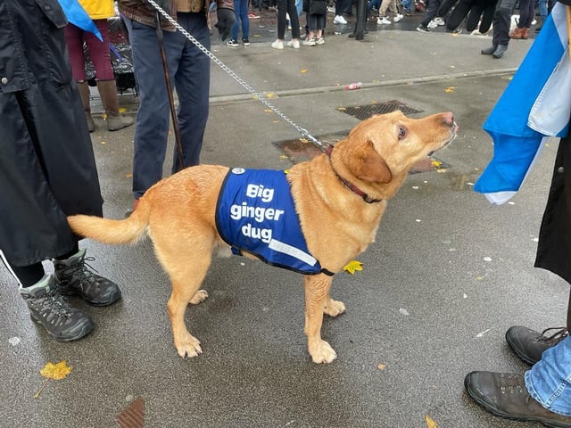 A canine protester at George Square.