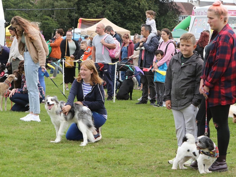 Judging gets under way for one of the highlights of the event, a dog show. More than 100 entries were received for eight categories.