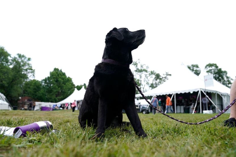 Labradors took the top spot. Intelligent and easy to train, Labradors are particularly popular with families. (Photo by TIMOTHY A. CLARY / AFP) (Photo by TIMOTHY A. CLARY/AFP via Getty Images)