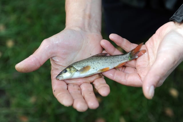 The Canal & River Trust is holding a free session teaching attendees how to fish as part of its Let’s Fish! campaign on October 28, from 10am to 4.15pm, at the 
Sheffield & Tinsley Canal off Tinsley Park Road. (https://www.facebook.com/events/360318151981318)