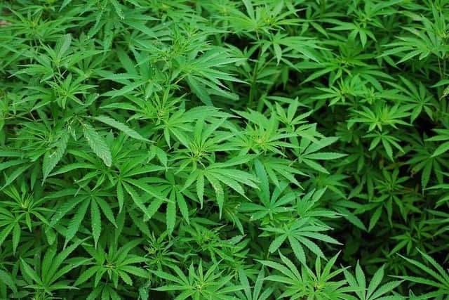Pictured are cannabis plants, courtesy of Pixabay, similar to the eight cannabis plants found by police at a drug-offender's home in Rotherham.