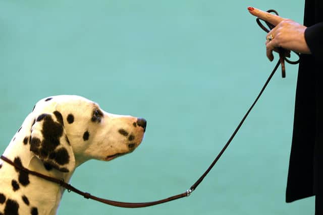 An owner keeps her dogs attention (Photo by Scott Barbour/Getty Images)