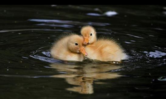 Adorable ducklings huddled together taken by Shania Laming.