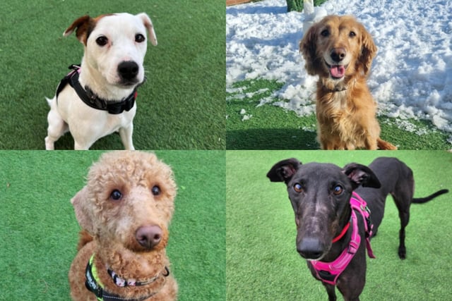 More than 20 dogs are currently available for adoption at Thornberry Animal Sanctuary in North Anston, near Sheffield