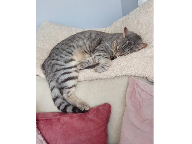 Zampa, owned by Lorna Tume, is totally unfazed by his dangling legs as he relaxes at home in Bridgemary, Gosport.