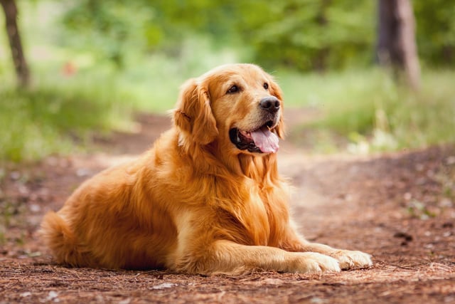 This breed of dog is intelligent, friendly, devoted, and very good with children (Photo: Shutterstock)