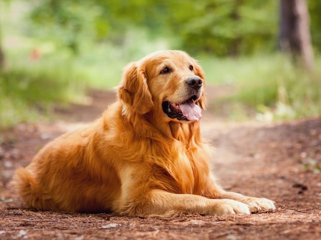 This breed of dog is intelligent, friendly, devoted, and very good with children (Photo: Shutterstock)