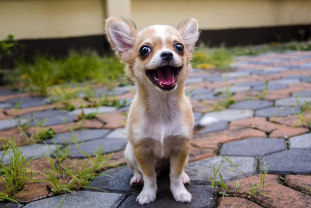 Chihuahuas have very big hearts and are a very affectionate breed of dog. They are playful, intelligent and very loving (Photo: Shutterstock)