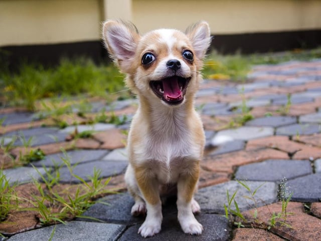 Chihuahuas have very big hearts and are a very affectionate breed of dog. They are playful, intelligent and very loving (Photo: Shutterstock)