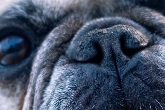 This breed of dog has enjoyed a surge in popularity over recent years.
