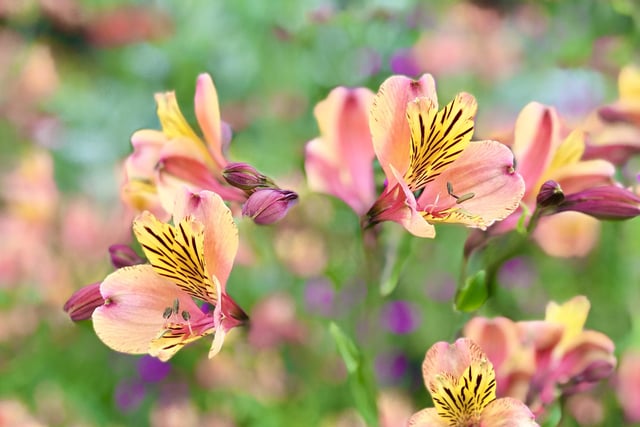 We're lucky in Musselburgh to have such beautiful parks, particularly the local Lewisvale Park, which is always well tended and immaculate. Here's an Alstroemeria seen on my afternoon, after-work walk.