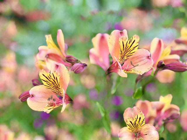 We're lucky in Musselburgh to have such beautiful parks, particularly the local Lewisvale Park, which is always well tended and immaculate. Here's an Alstroemeria seen on my afternoon, after-work walk.