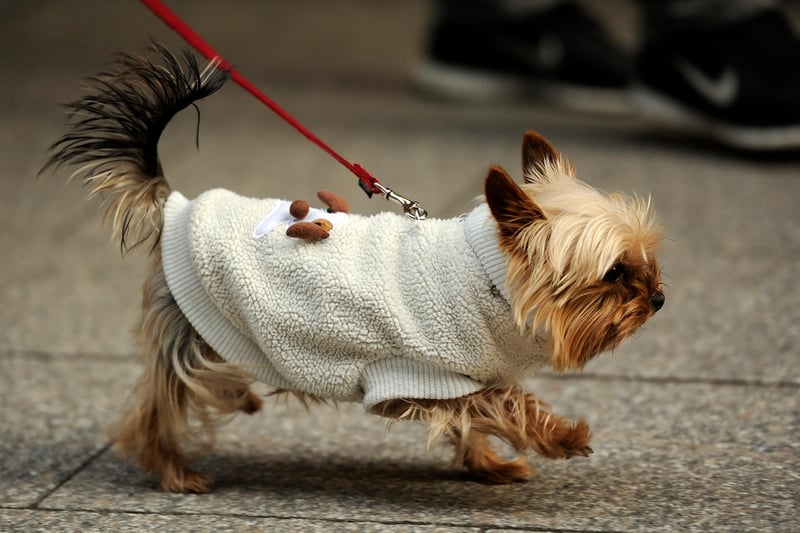 Yorkies are a popular dogs and they are perfect for city dwellers. PitPat says they 'can easily be exercised indoors' and make 'great guard dogs'. MARIUS BECKER/DPA/AFP via Getty Images)