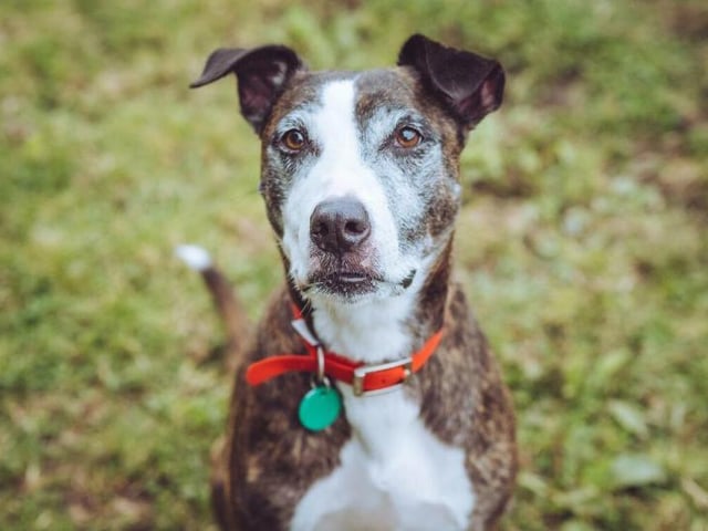 Meet Kelly - she is an eight-year-old brindle and white Staffordshire Bull Terrier crossbreed, described as a “truly beautiful little lady, a proper puppy at heart, and full of beans." She is personable and friendly, and has happily been around children and other dogs. She does become quite anxious and stressed when left alone and will require some work from her new owners. She is almost house trained, could live with children of secondary school age, may be able to live with another dog, but prefers not to live with a cat. She is a gentle giant who loves fuss and attention. 
See: https://www.rspca.org.uk/findapet/details/-/Animal/KELLY/ref/BSA2106552/rehome
