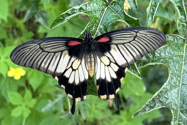 A swallowtail at the Butterfly House by Andy Wood