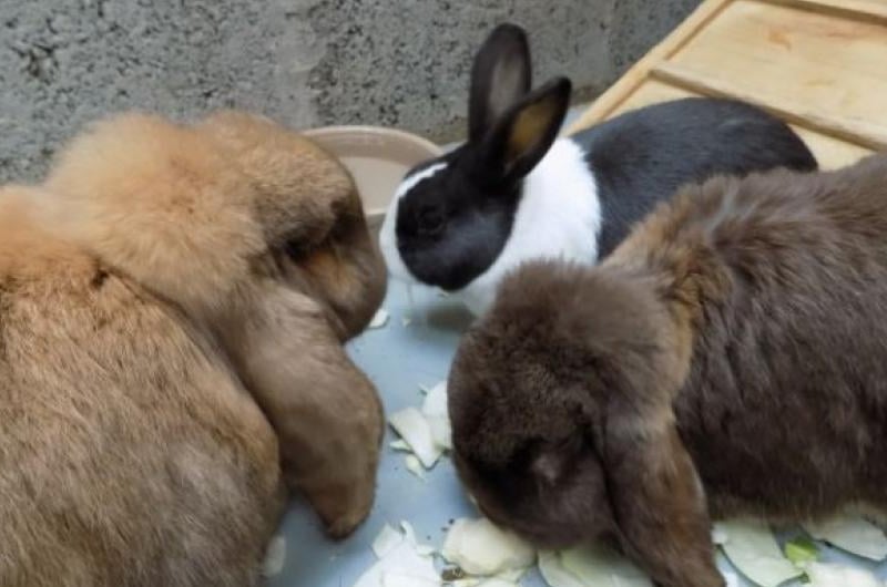 These gorgeous Dutch rabbits are previous house pets, so suitable for hopping around the home. Arlo loves food and will jump on your lap when he hears it the bowl being filled, while Berry also loves a cuddle. Timothy is more independent is happy to hop off on his own to explore.