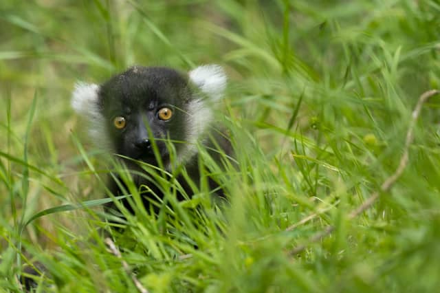 Black and white ruffed lemur