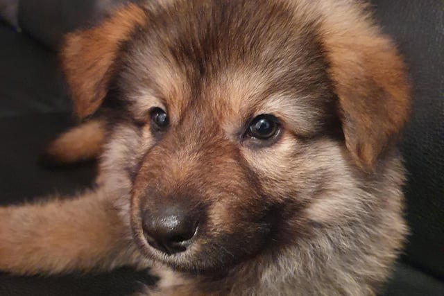 German Shepherd puppy Blaze, who moved in with owner Dave Durie during lockdown