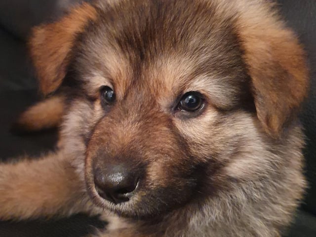 German Shepherd puppy Blaze, who moved in with owner Dave Durie during lockdown
