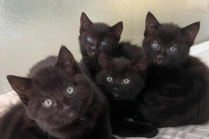 Two-month-old kittens Colin, Curtis, Athena and Anthea are super affectionate and love to wrestle with each other before a group snooze. They are looking for a home in pairs so they can carry on playing together.