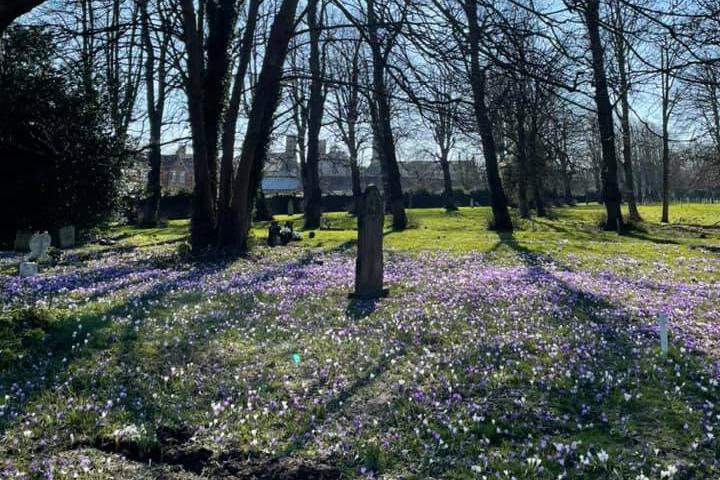 Spring in bloom at Kingston Cemetery - captured by Caroline Jane Barrett