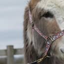 Can you help find a partner for Benny the donkey?