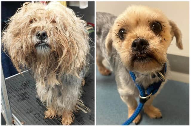 Phoebe was found as a stray on the streets and was transformed after a grooming session thanks to Helping Yorkshire Poundies. She is now searching for her forever home