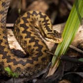 Adders can be found in most parts of the UK, including Sheffield, but although the adder is Britain's only native venomous snake, its bite is generally of little danger to humans (Photo by Dan Kitwood/Getty Images)
