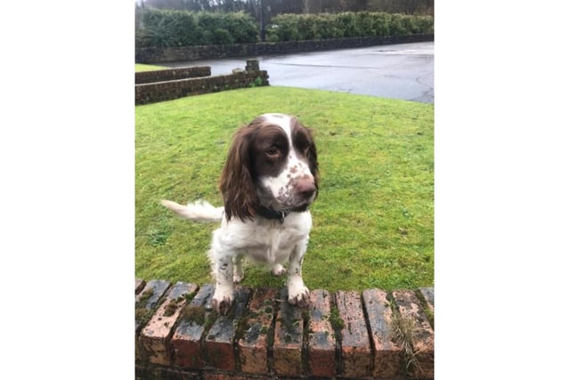 A two year old Springer Spaniel who works as a drugs, cash and firearms dog

(Photo: Derbyshire Police)